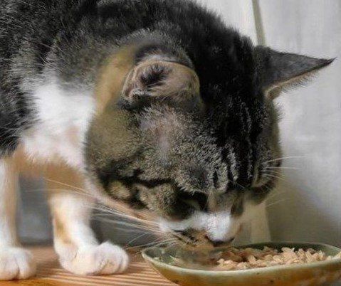 おやつを食べる猫