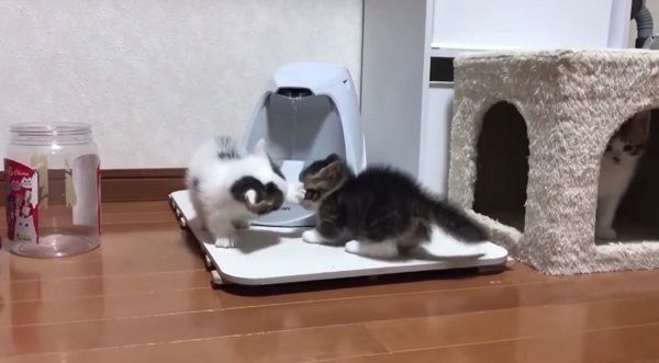ケンカをする子猫