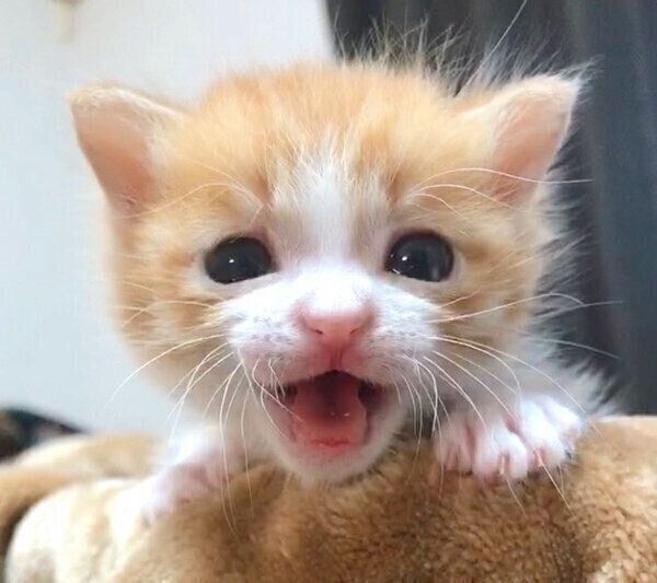 口を開けるいなりくん