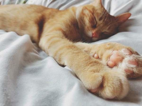 茶トラのにゃむくん