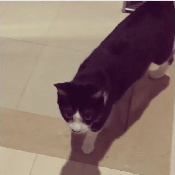 先陣を切るニャンコ