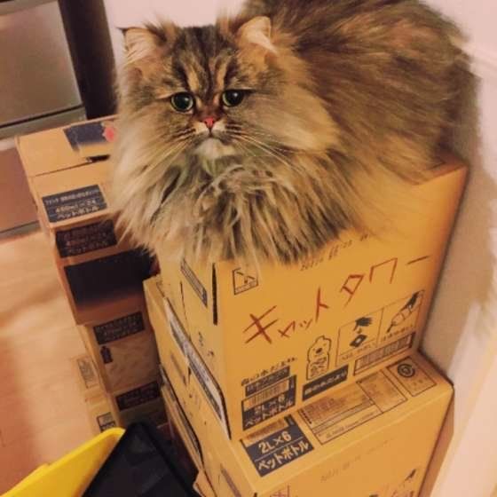 チンチラのじりーちゃん