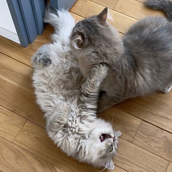 ラガマフィンのQuillくん