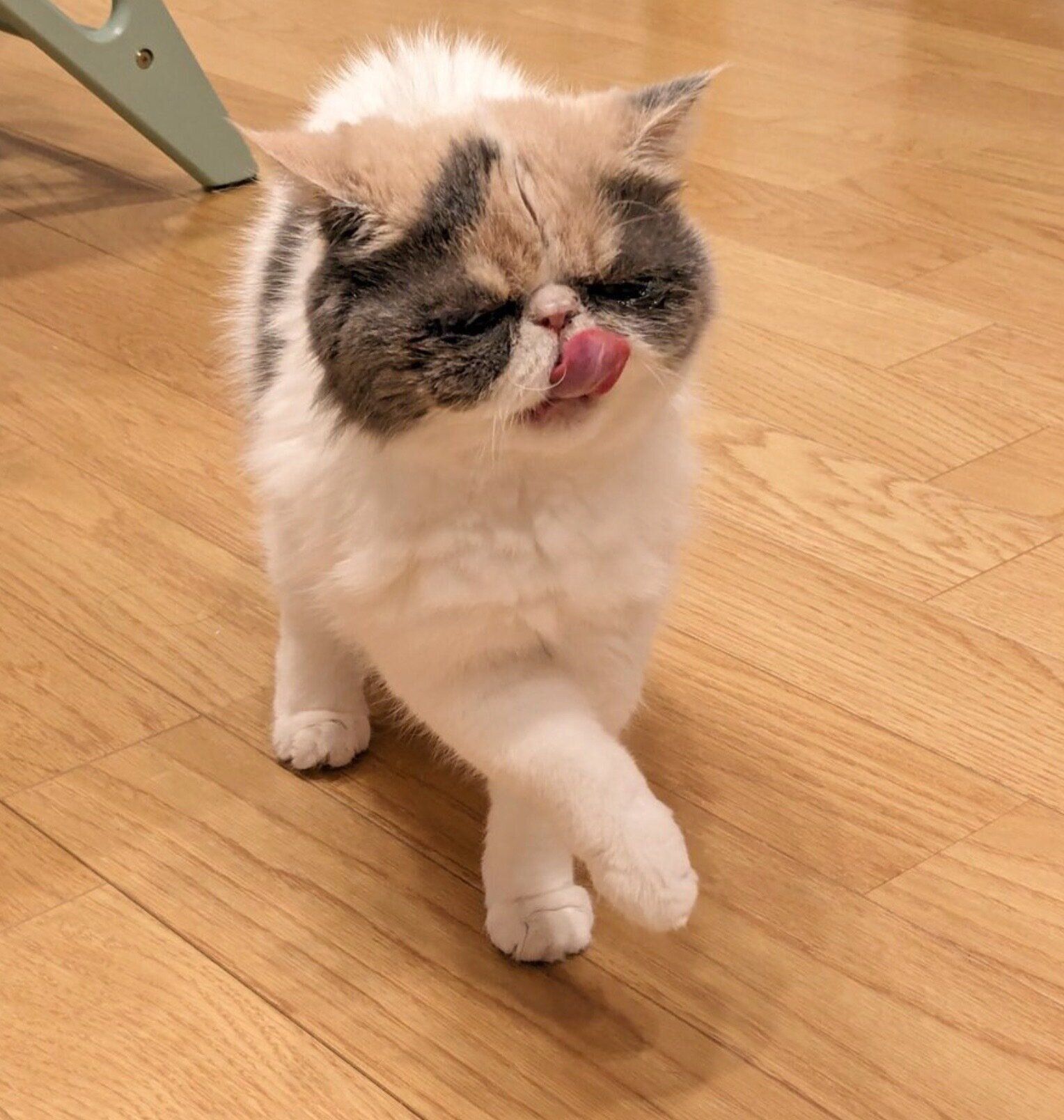 可愛らしいポーズをするジャスミンちゃん