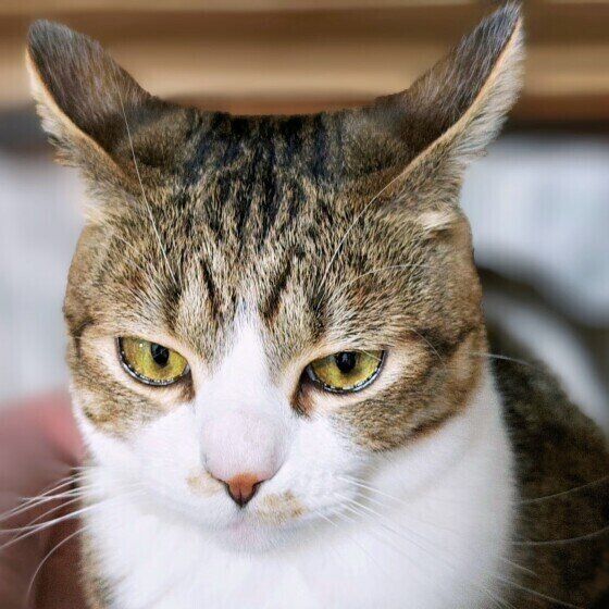 MIXキジトラの虎太郎くん