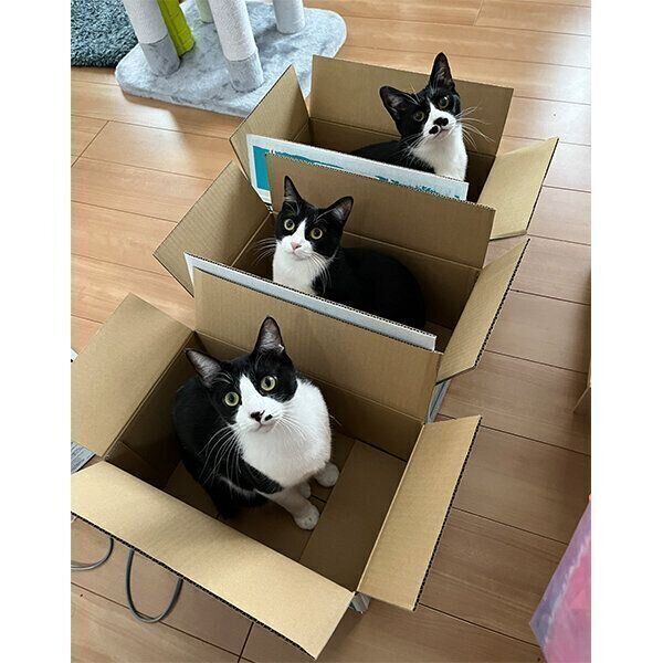 段ボール箱に入るまるもちゃん、こたろうくん、おとちゃん