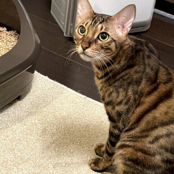 見つめるベンガル