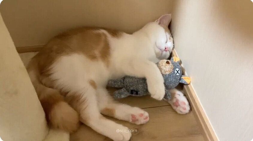 ぬいぐるみを抱っこして眠るホルンくん（スコティッシュフォールド、オス）