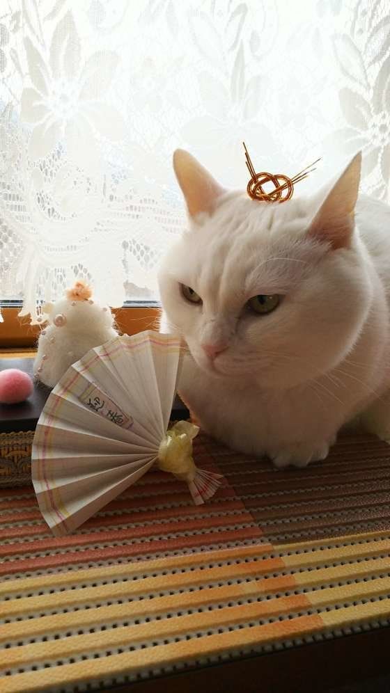 猫の抜け毛で作った鏡餅と猫