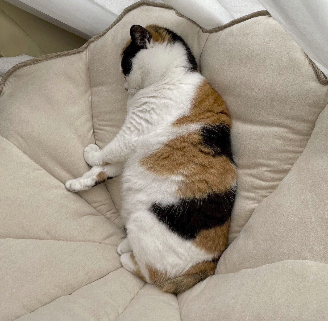 眠るニャーちゃん