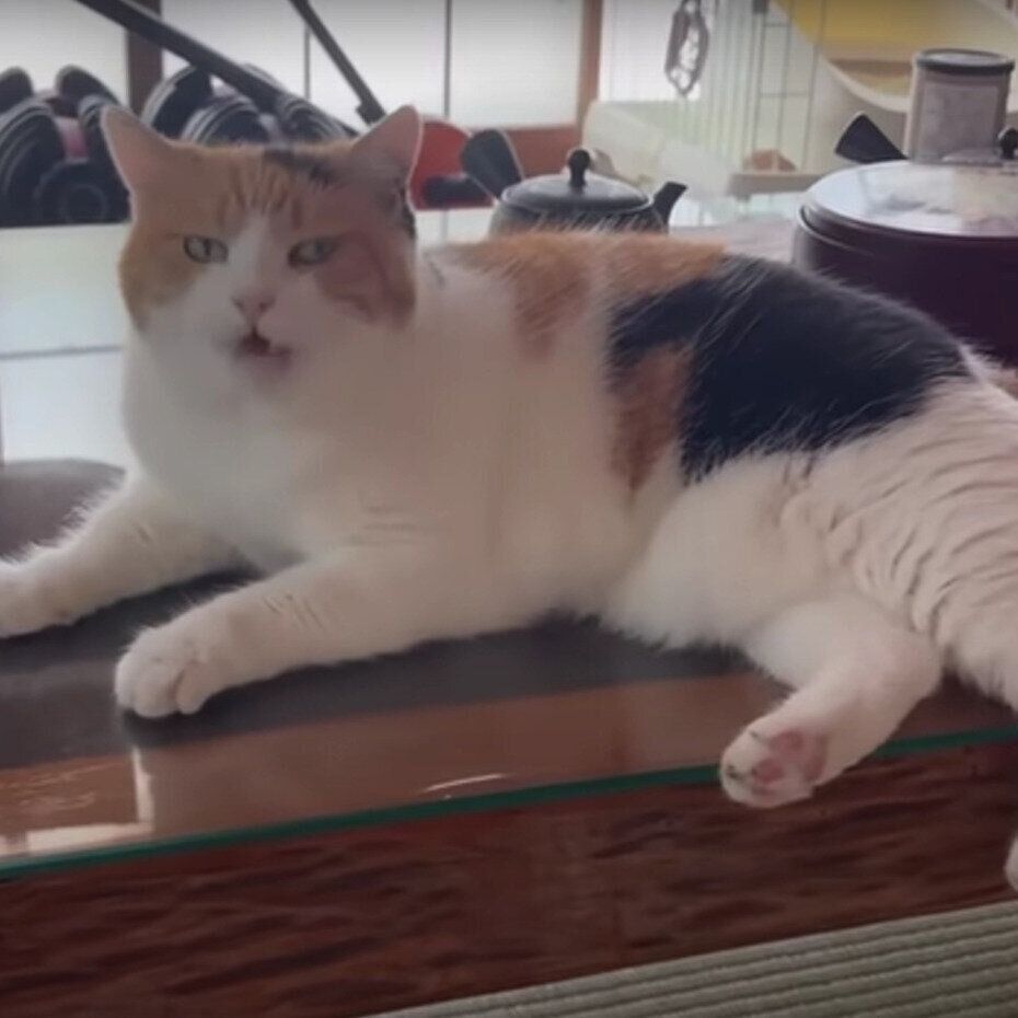 机の上で転がるミケちゃん