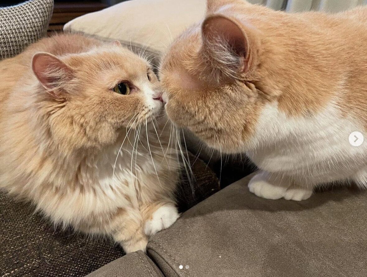 顔をくっつけるみりんちゃんとぽんずちゃん