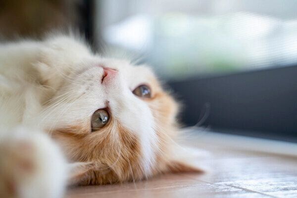 窓辺でゴロゴロするおいもちゃん