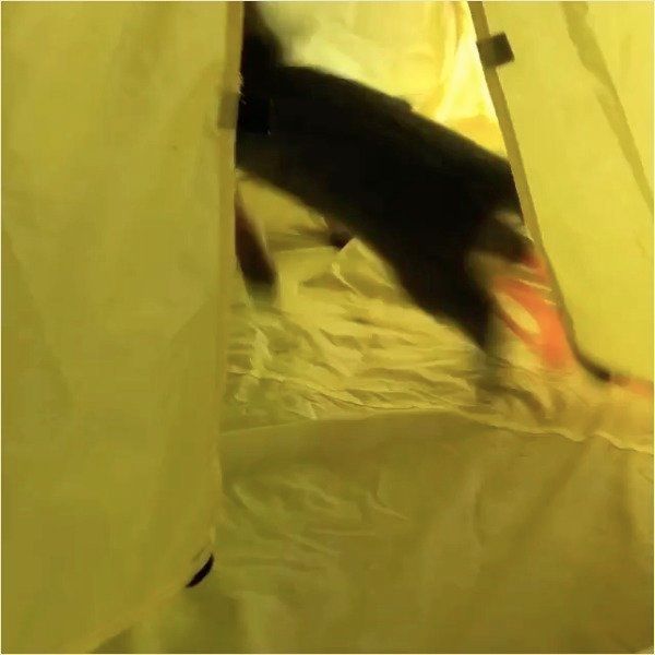 テントでじゃれ合うニャンコ