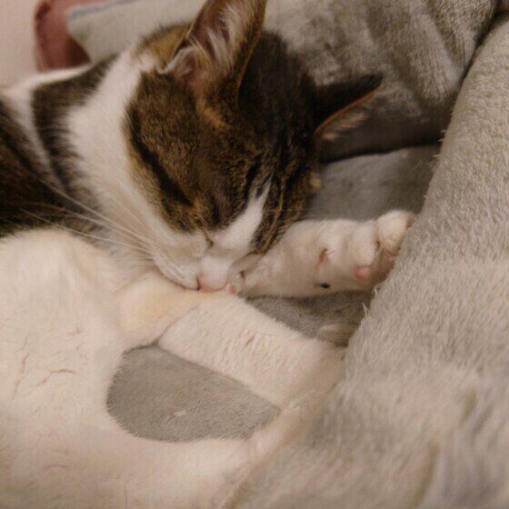 キジトラのチビくん