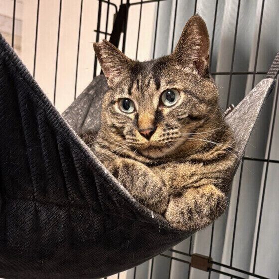 MIX　キジトラのまろくん