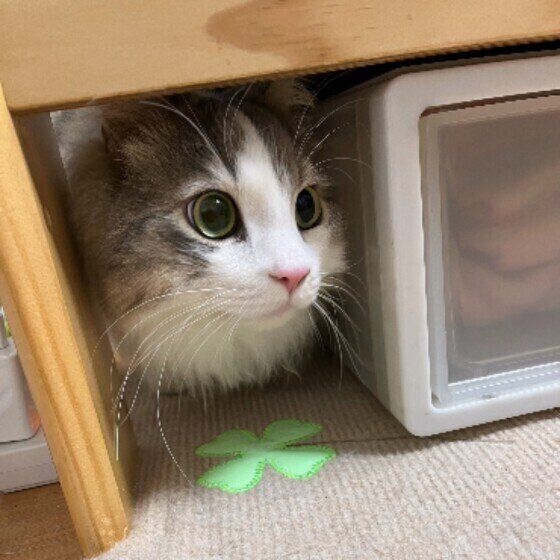 マンチカンのすばるくん♪