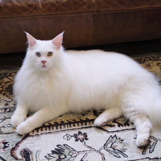 メインクーンのククルちゃん