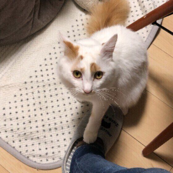 足をタッチするスコティッシュフォールド