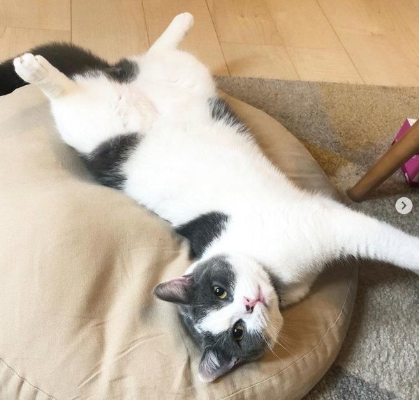 ゴロンと寝転がるブリティッシュショートヘア