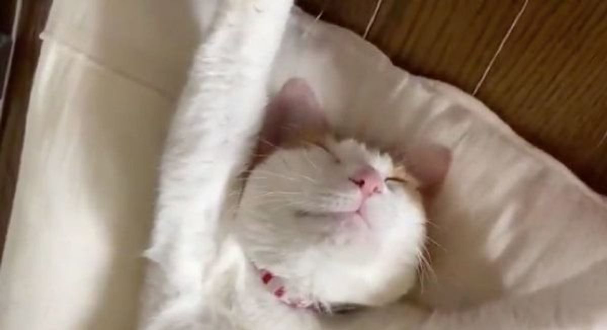 ストーブで暖まる猫が 完全に野生を失った姿 が可愛すぎて衝撃走る ねこのきもちweb Magazine ストーブで暖まる猫が 完全に野生を失った姿 が可愛すぎて衝撃走る ねこのきもちweb Magazine