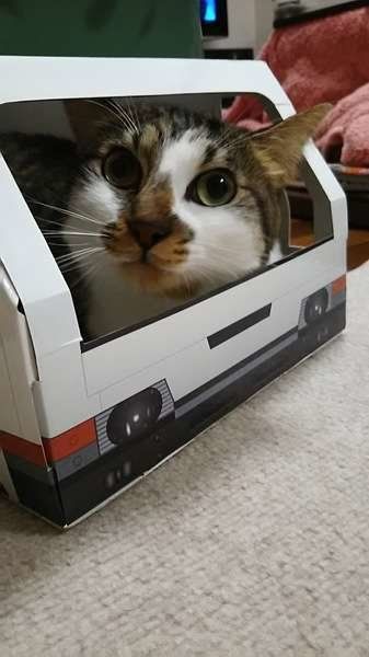  サスケくん  MIX　キジトラ