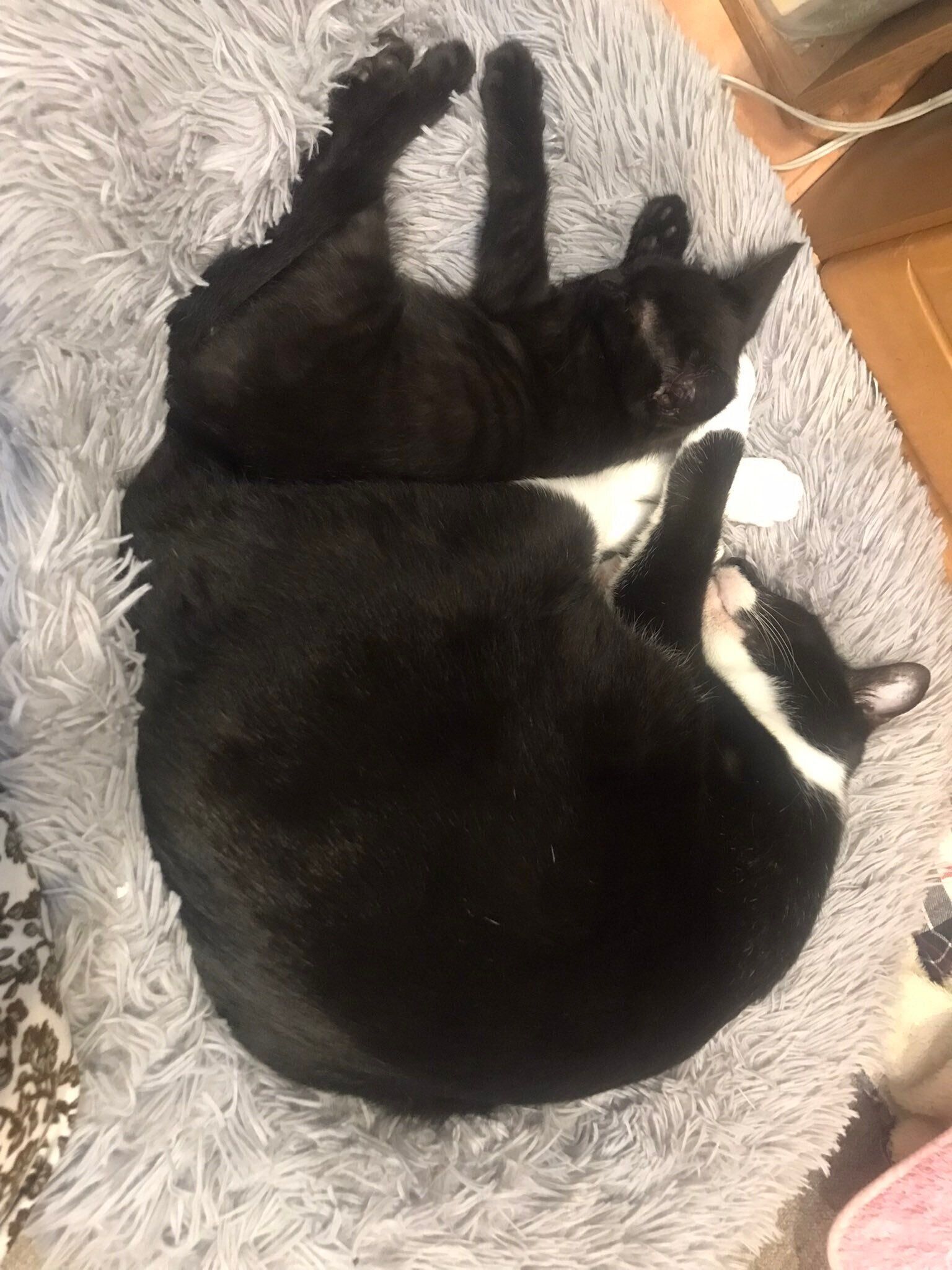 寄り添って寝る2匹の猫