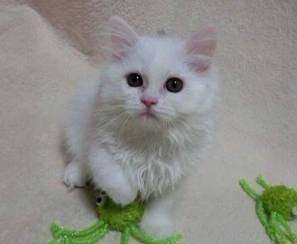 見上げるセルカーク・レックス