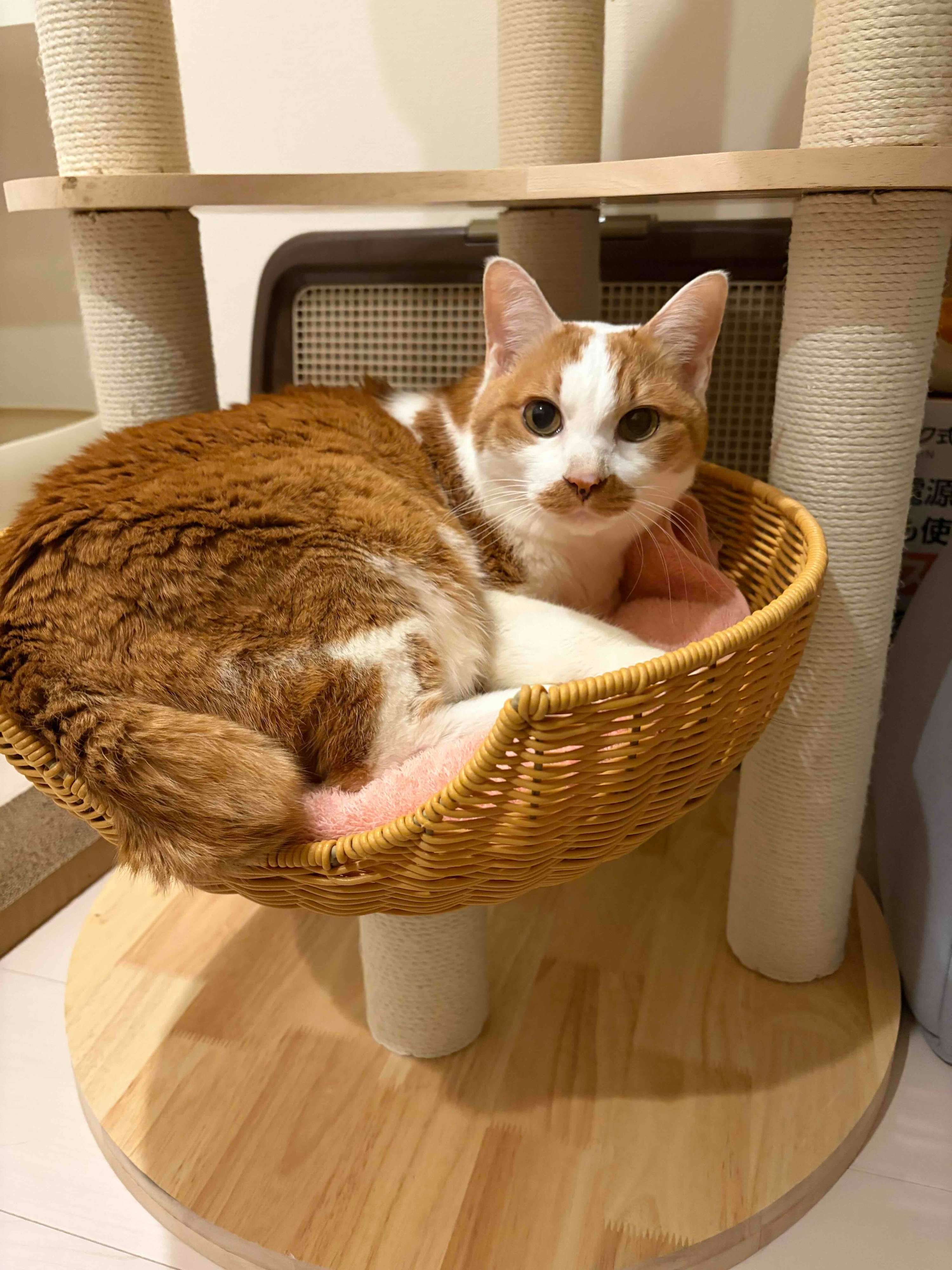高齢の飼い主さんが入院し、アパートに取り残されていたところを保護したトムくん。少し人見知りだけど元気な13才。新しい飼い主さんを募集中（取材当時）