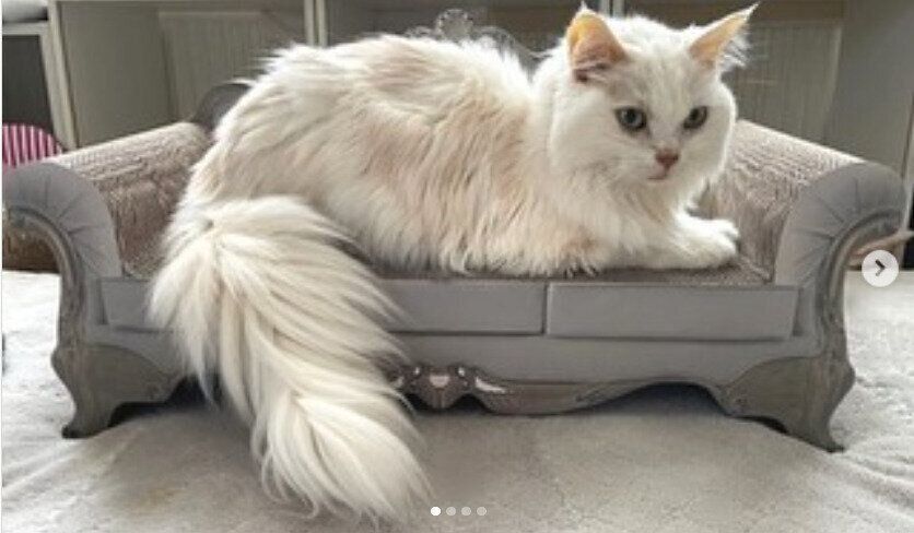 ＠nekodarake20さんの爪とぎ