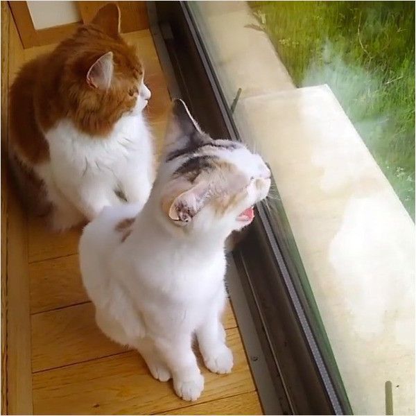 トカゲに気づかないニャンズ