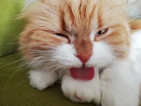 前足をなめるスコティッシュフォールド