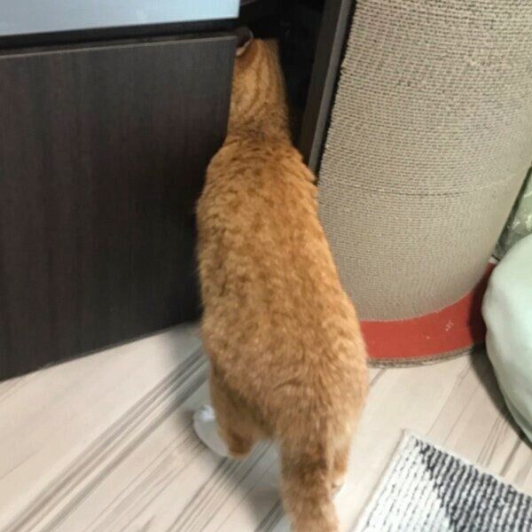 隙間に入るクウちゃん