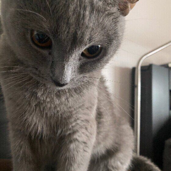 シャルトリューのピンキーちゃん