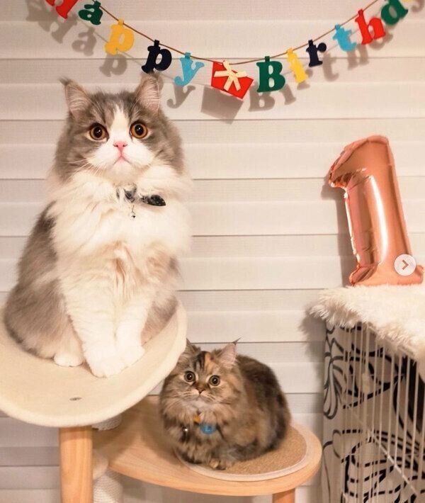 仲良しなあおくんとおはなちゃん