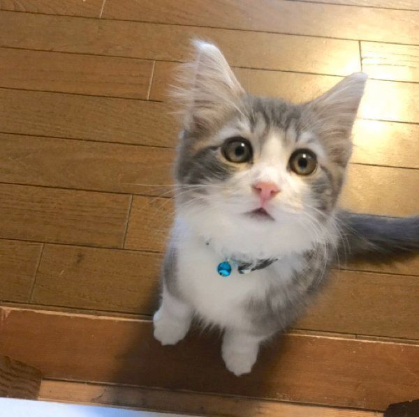 まんまるおめめのユキくん