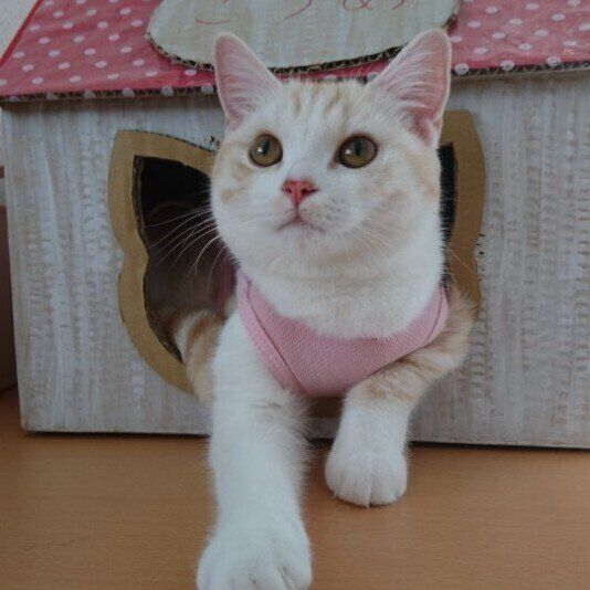 マンチカンのこうめちゃんと段ボールハウス