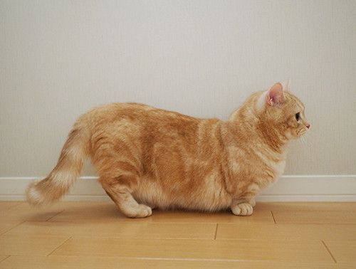 マンチカンのぷーちゃん