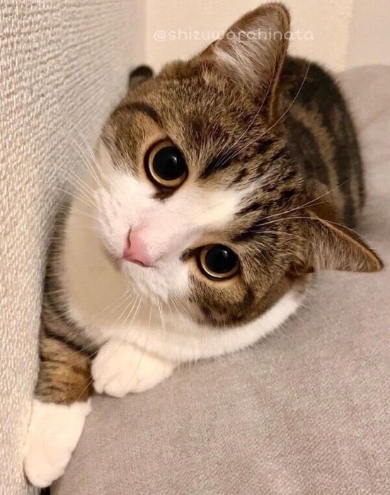 カメラ目線でごろんと転がるひなたくん