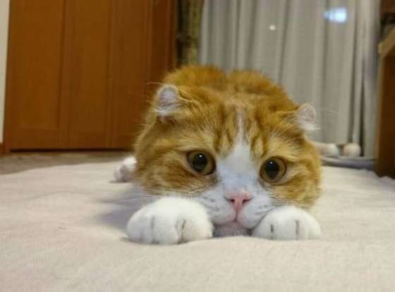 リラックスしているスコティッシュフォールドのもも太くん