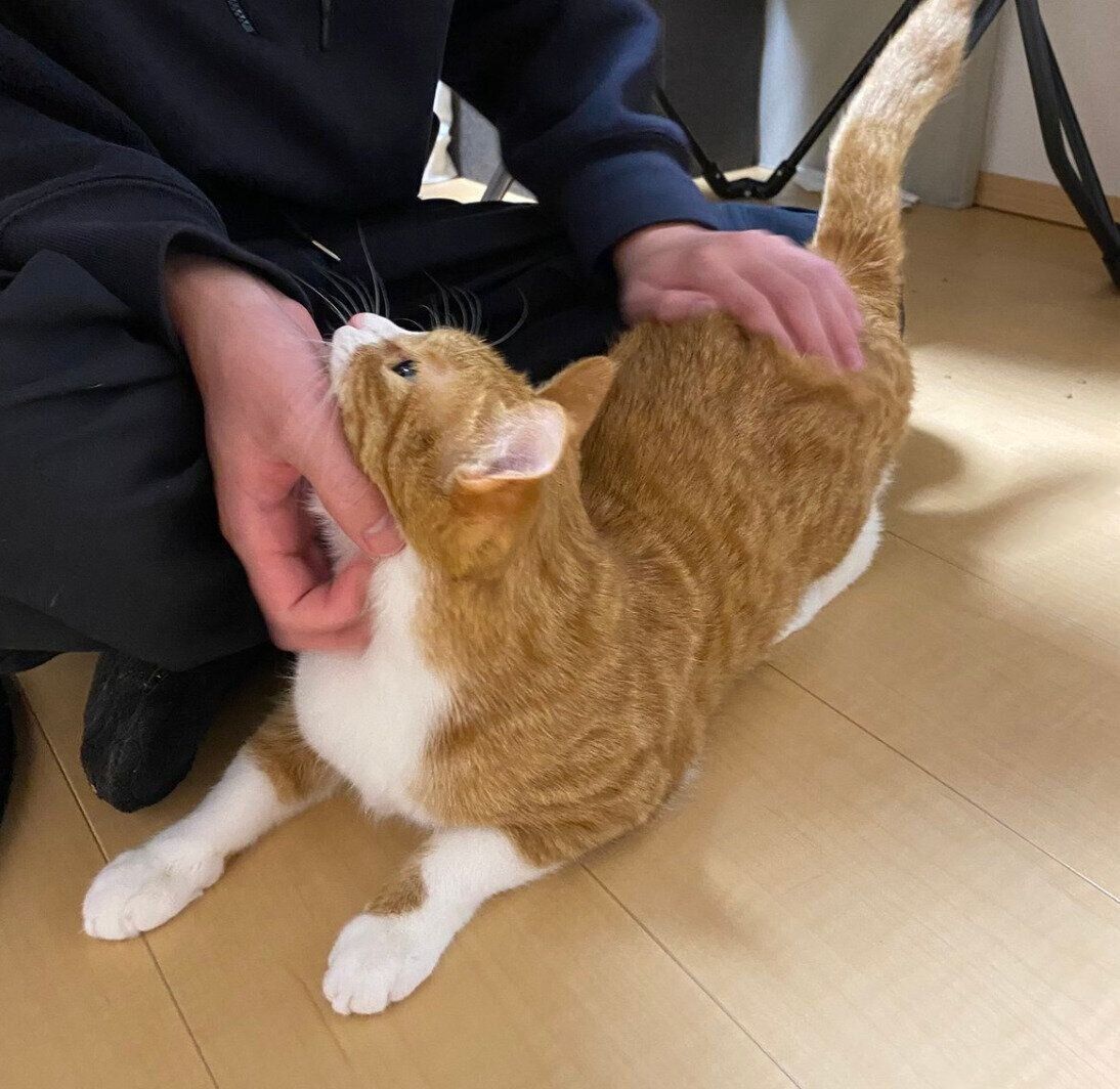 甘えるラテちゃん