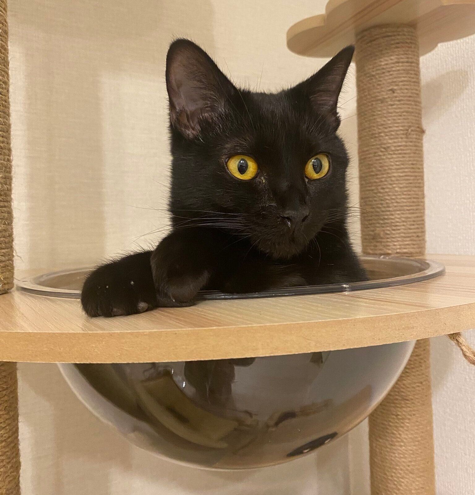 生後6カ月ごろのけとしくん