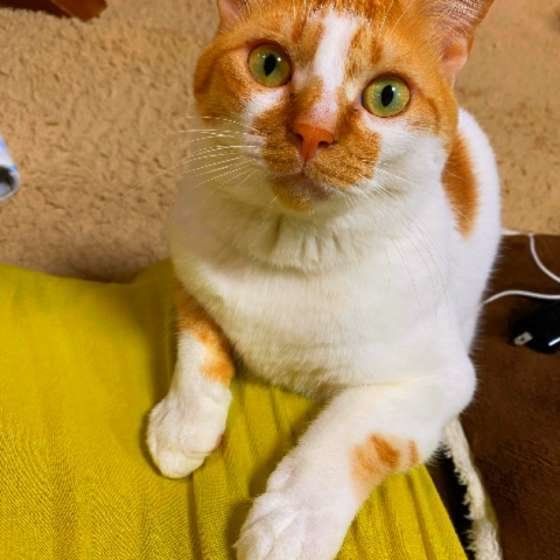 おやつちょうだいアピールするMix