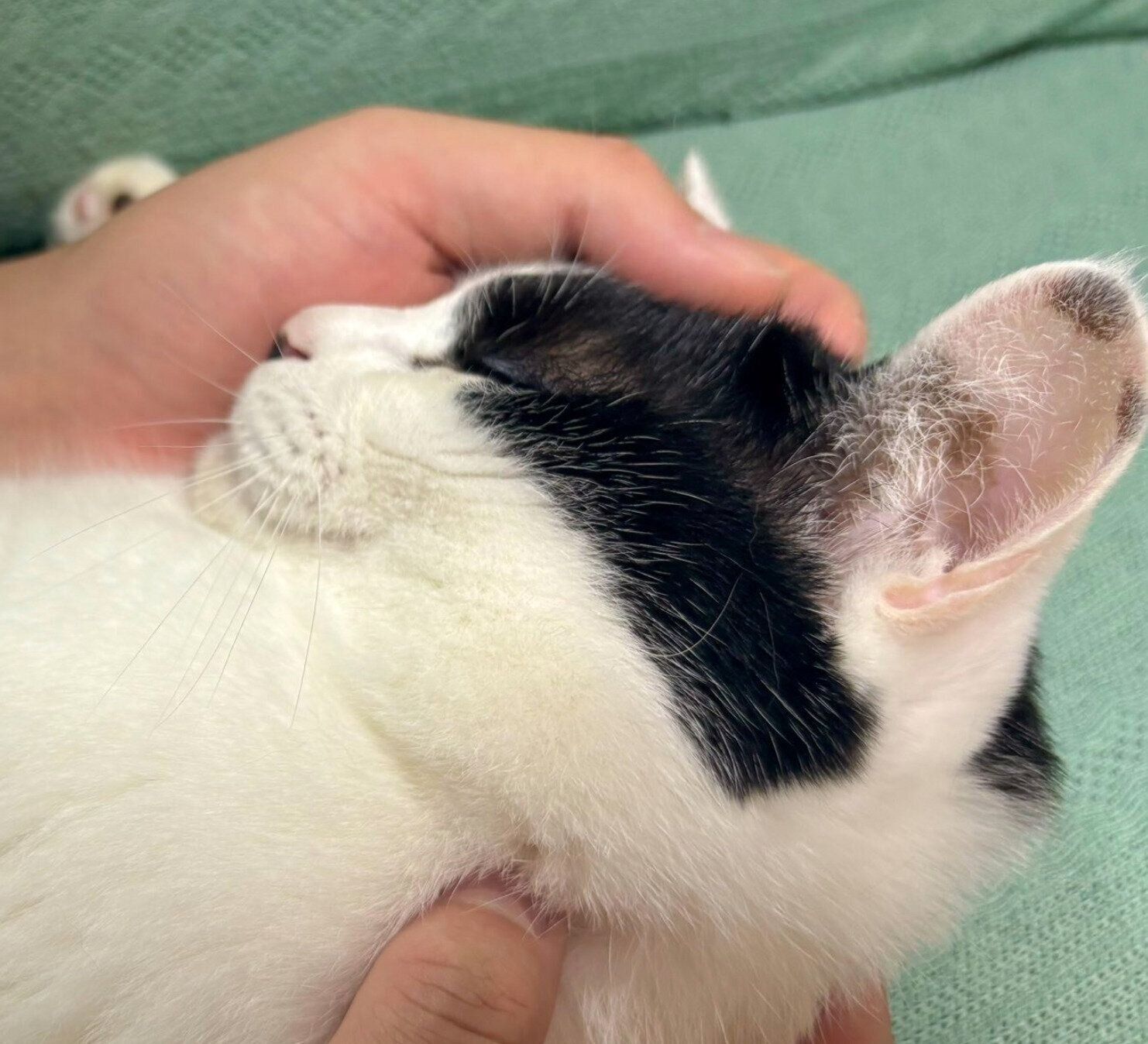 夫とラブラブするむすびくん