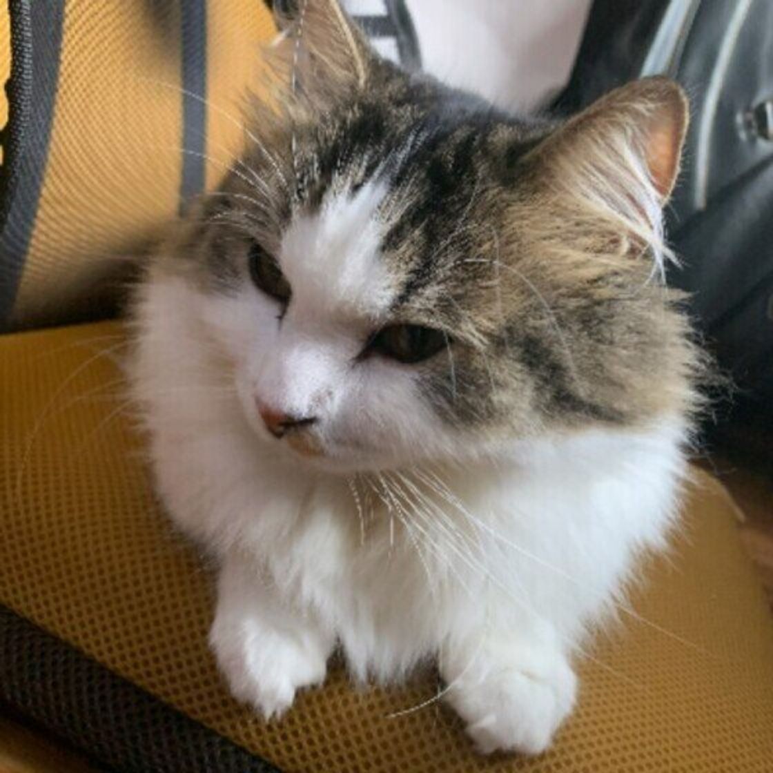 猫が噛んでしまう3つの原因は 噛まれたときの飼い主のng対応も解説 ねこのきもちweb Magazine 猫が噛んでしまう3つの原因は 噛まれたときの飼い主のng対応も解説 ねこのきもちweb Magazine