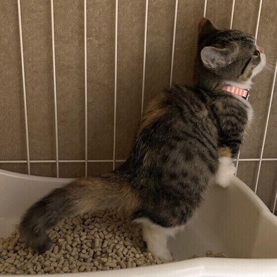 トイレ中のマンチカン