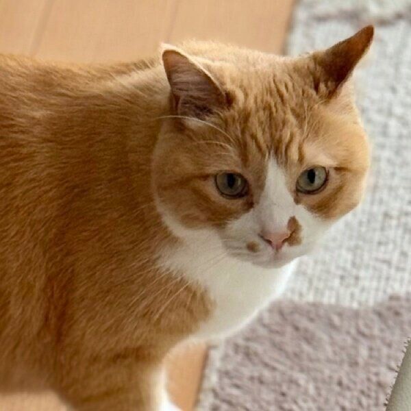 少し驚いた表情のさんてくん