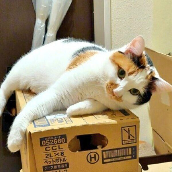 段ボールの上でくつろぐみこちゃん