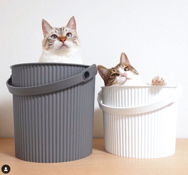 バケツの中に入るほのちゃんとぼのくん