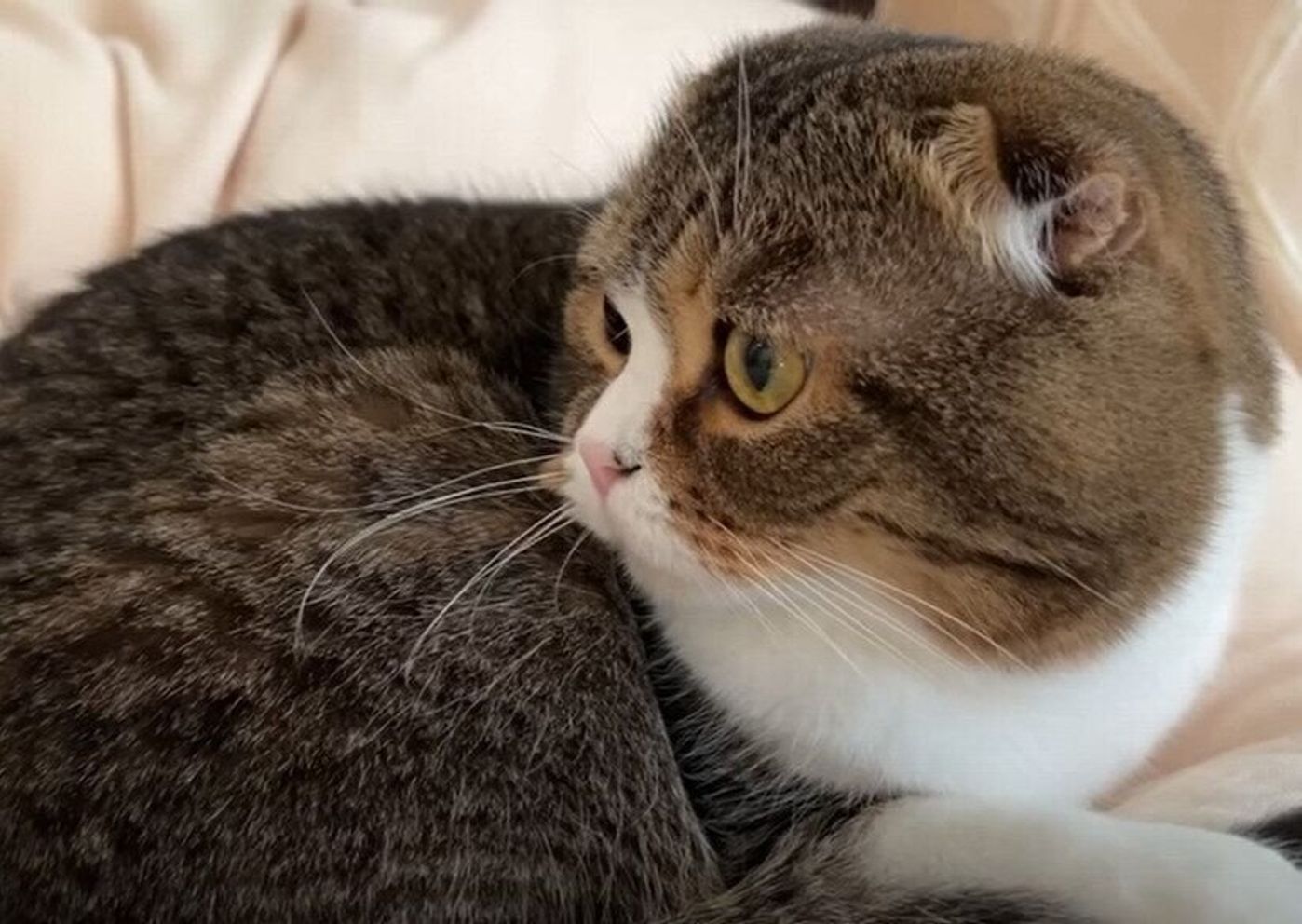 朝からひとりで大運動会を開催する息子猫 見ていたパパ猫はやや引き気味 ねこのきもちweb Magazine 朝からひとりで大運動会を開催する息子猫 見ていたパパ猫はやや引き気味 ねこのきもちweb Magazine